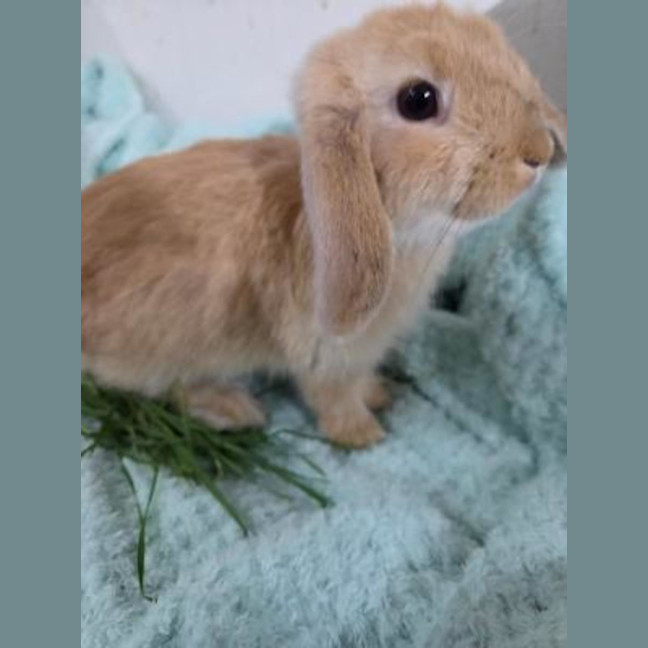 Photo of Ginger Fluff