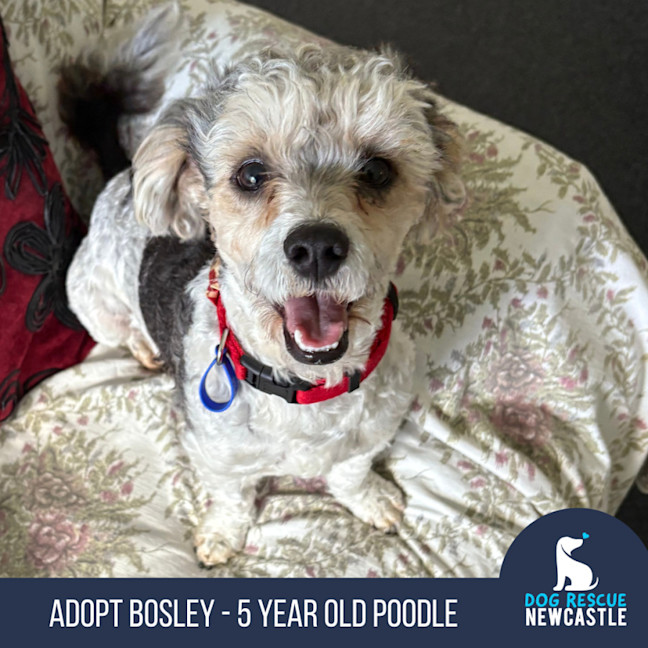 Photo of Bosley   5 Year Old Poodle