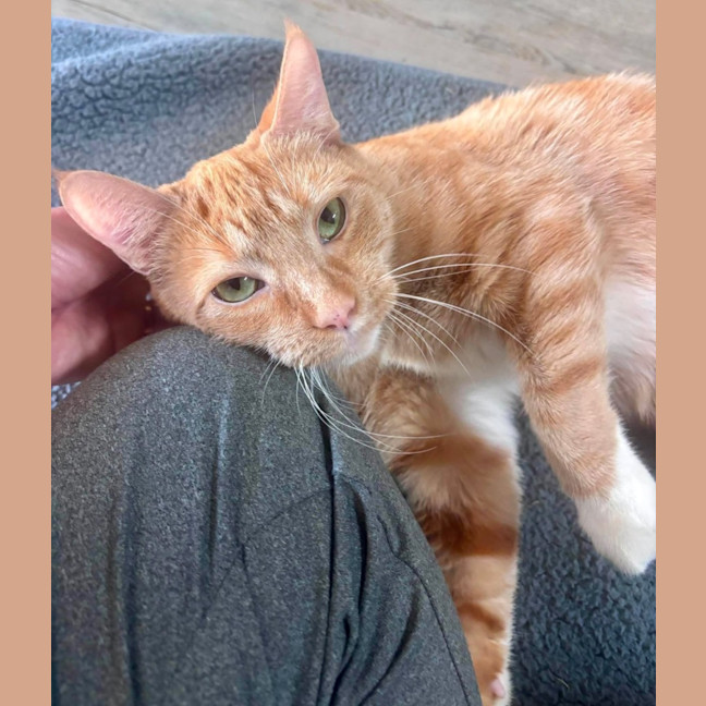 Photo of Ginger Megs