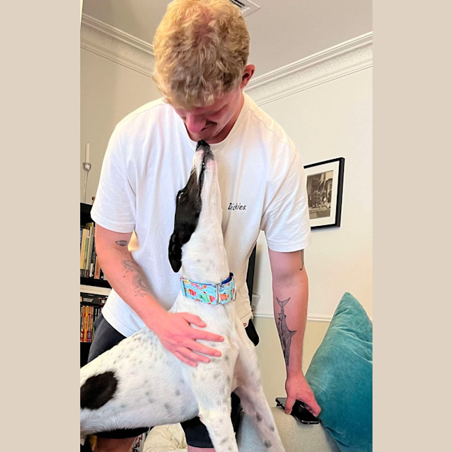 Photo of  Brian The Greyhound 