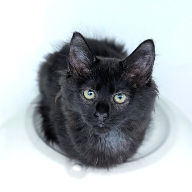 Photo of Binx
