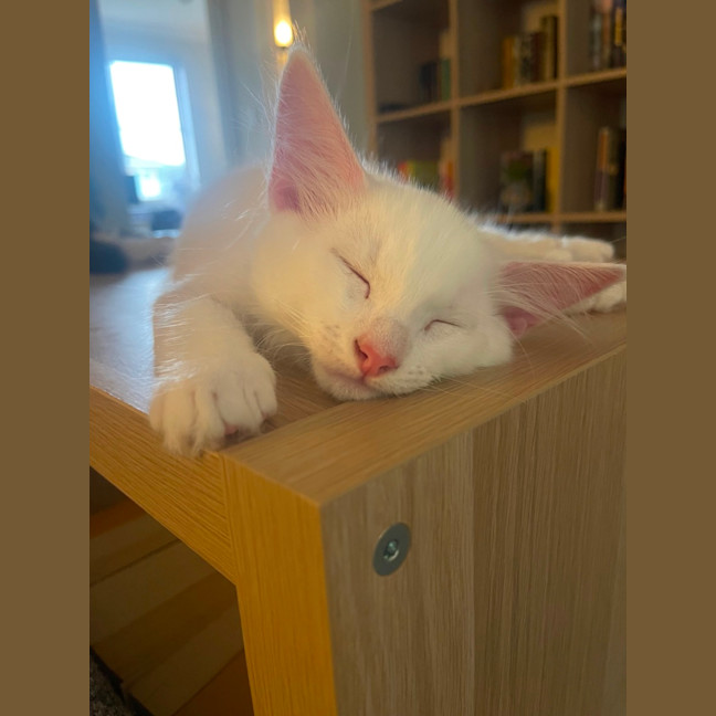 Photo of Sora