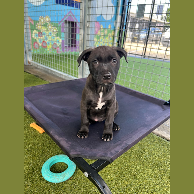 Photo of D1127 Betty