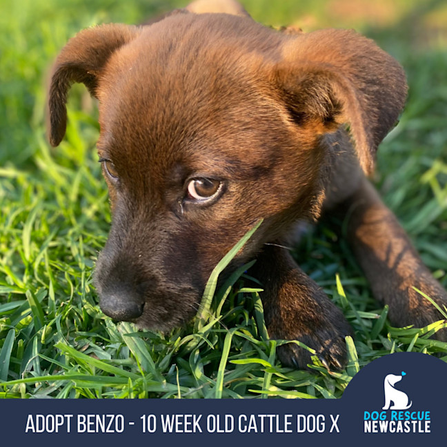 Photo of Benzo   10 Week Old Cattle Dog X Weimaraner