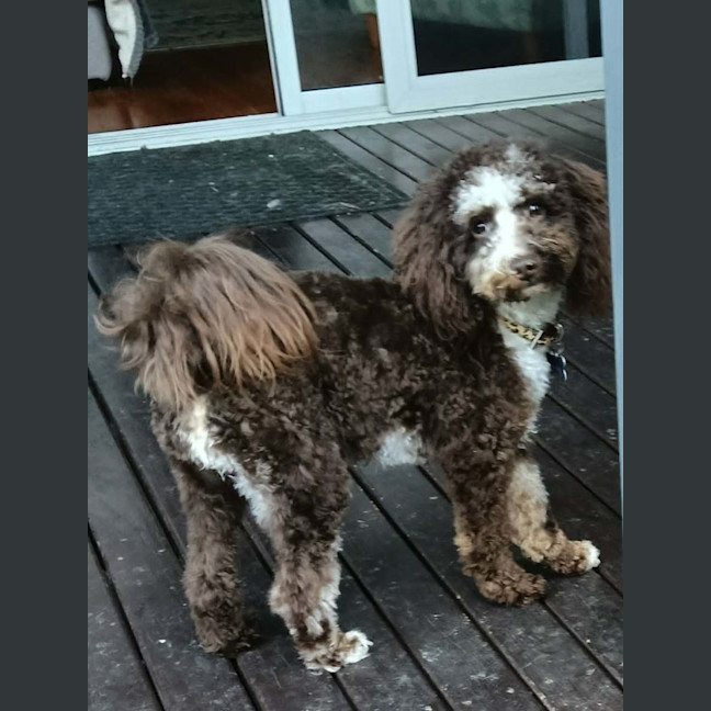 Photo of Beau