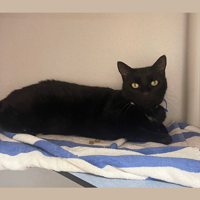 Photo of Bailey 