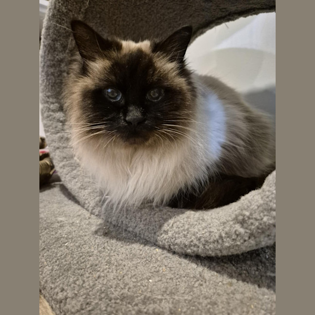 Photo of Fifi **2nd Chance Cat Rescue**