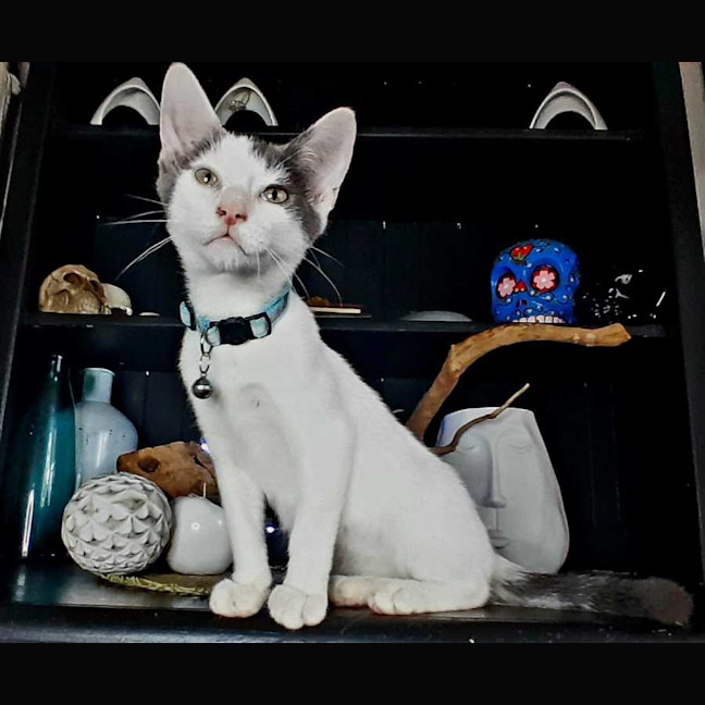 Photo of Loki