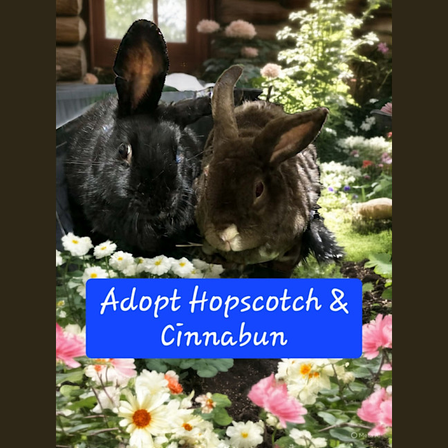 Photo of Cinnabun & Hopscotch