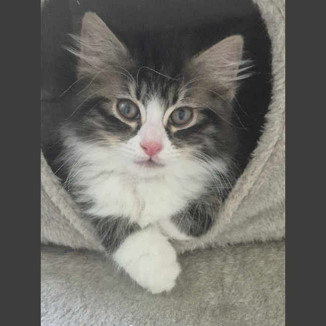 Photo of Lorrie *9 Lives Project Rescue*