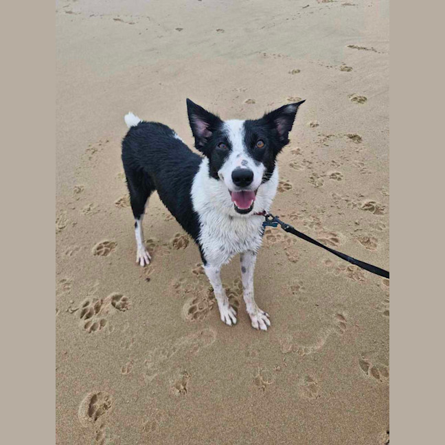 Photo of Dulcie
