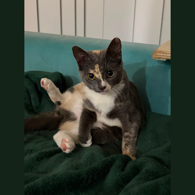 Photo of Petal