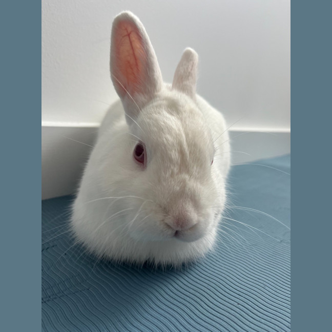 Photo of Barfi