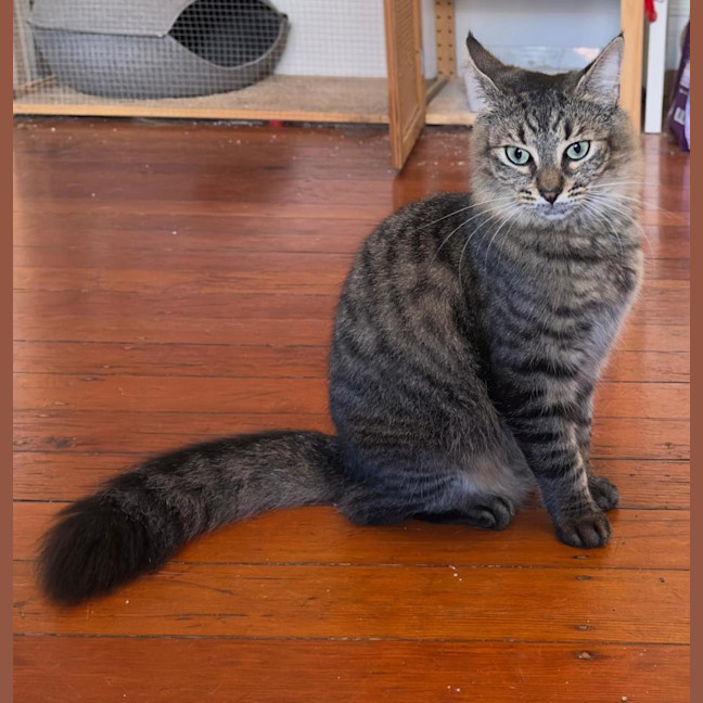 Photo of Spicy (Felice) 