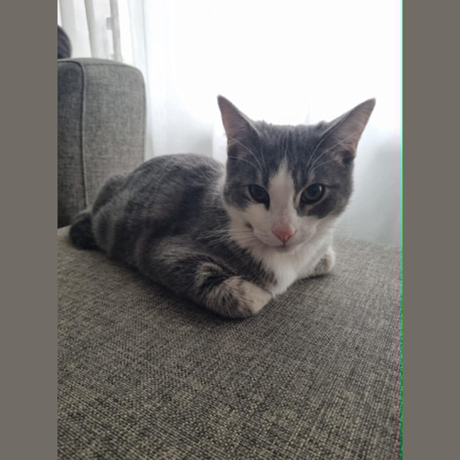 Photo of Penn **2nd Chance Cat Rescue**