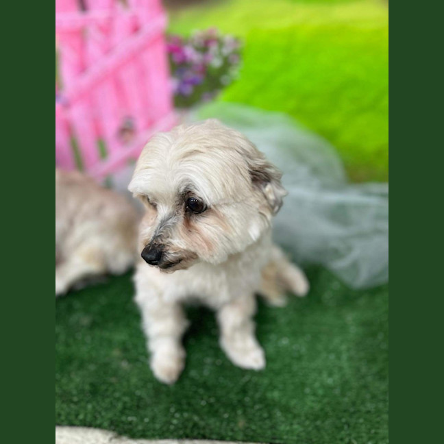 Photo of Bianca / Stella