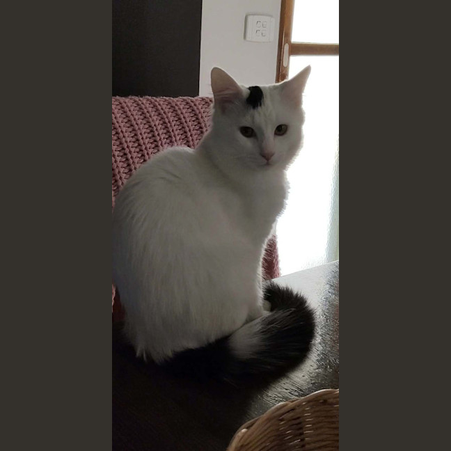 Photo of Cotton