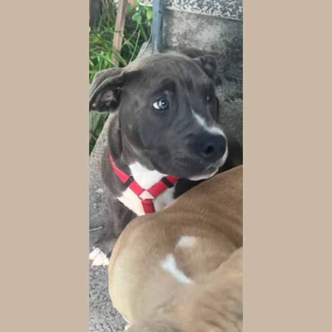 Photo of Princess 🐶