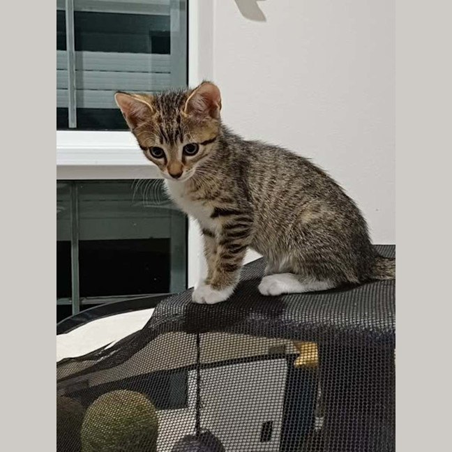 Photo of Winston 2 
