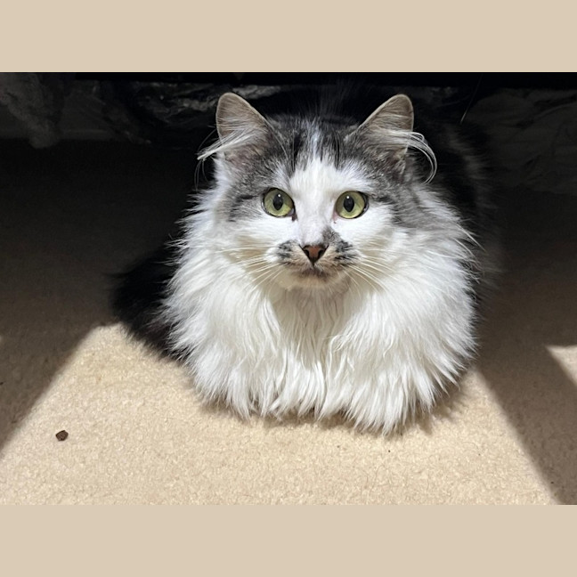 Photo of Bindi