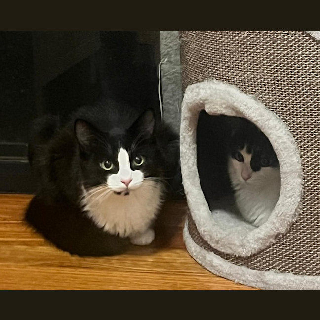 Photo of Scotty & Rosie