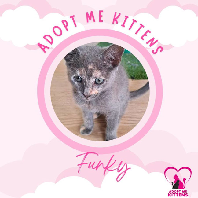 Photo of Funky