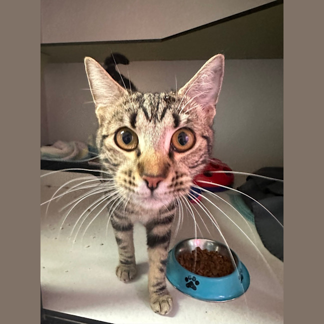Photo of Tiger Lilly
