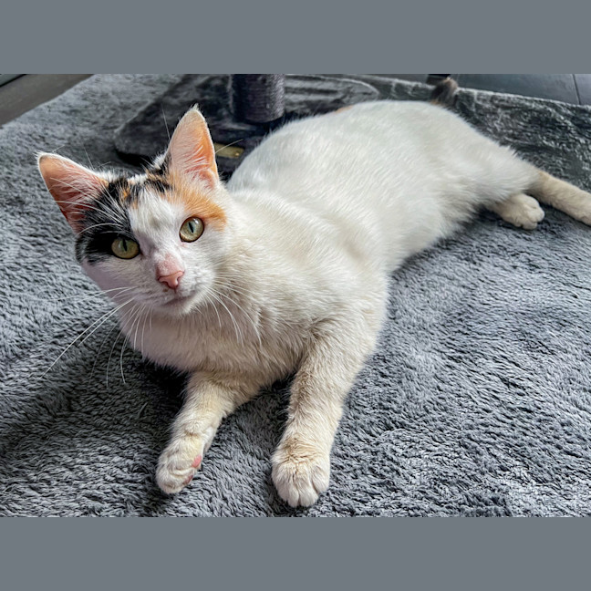 Photo of Bella