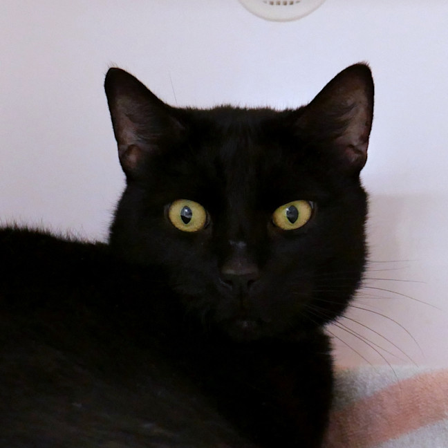 Photo of Oreo Sua013014