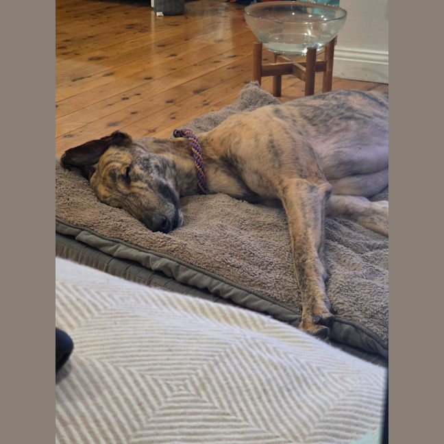 Photo of Jake, The Greyhound