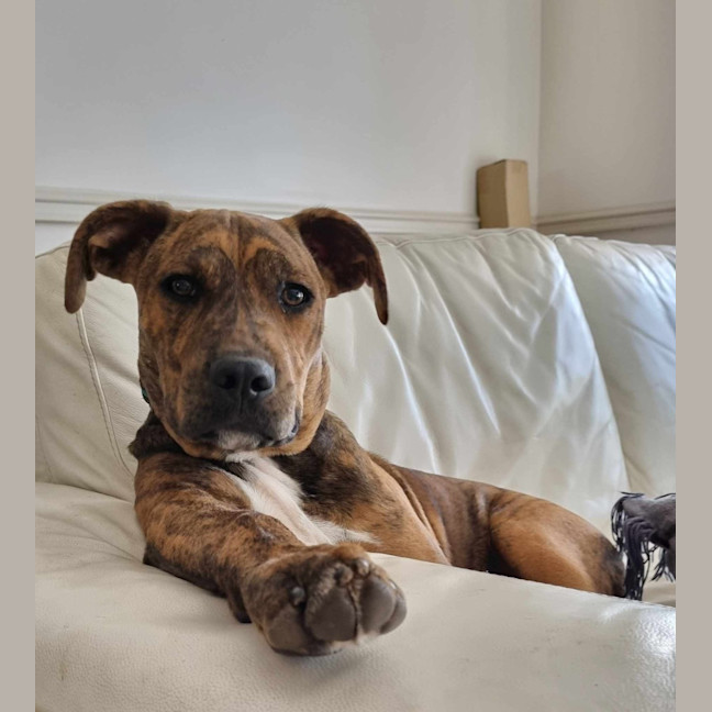 Photo of Chestnut (Chester)