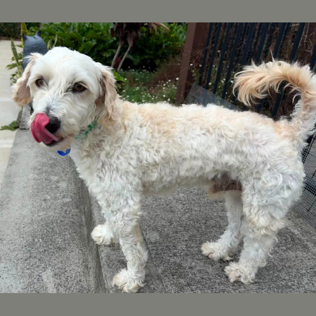 Photo of Sydney & Rocco   10 & 8 Year Old Moodle