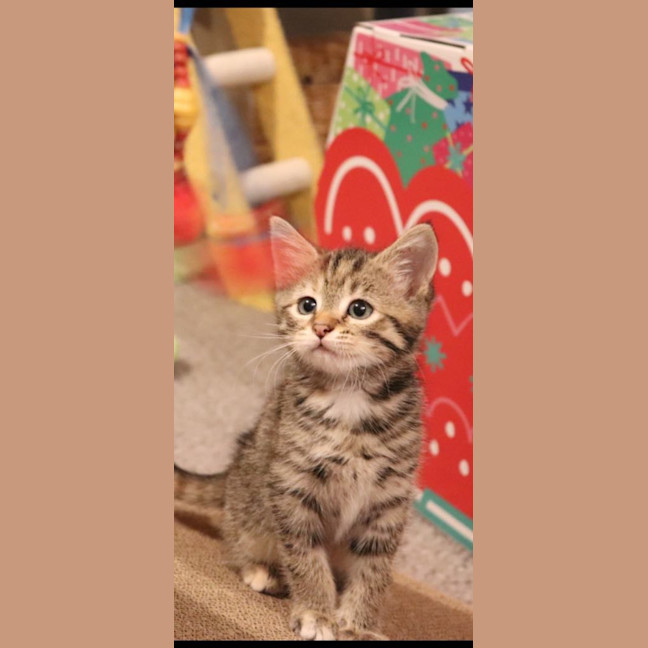 Photo of Mistletoe/Toey Meet Me@Petstock Mornington Nepean 