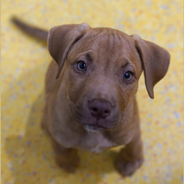 Photo of Rigby