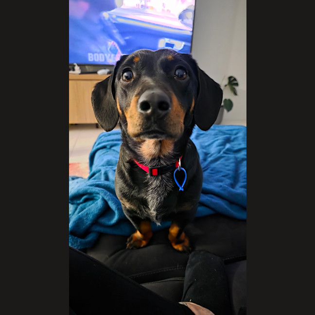 Photo of Kip   2 Year Old Cattle Dog X Dachshund