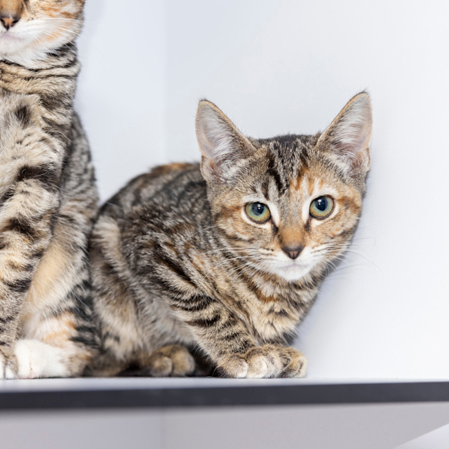 Photo of Buttercup