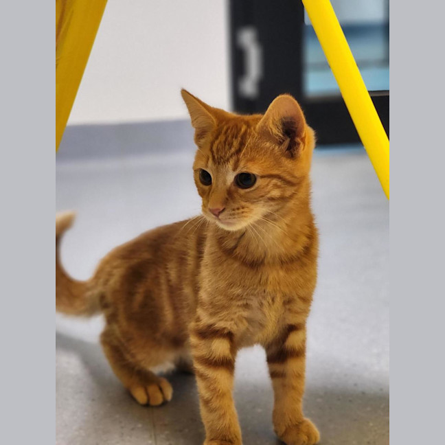 Photo of 🧡Kvothe 7179 🧡