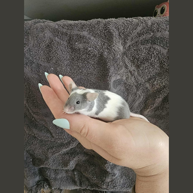 Photo of Nala