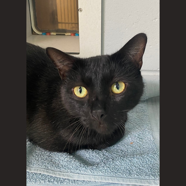 Photo of Skittles