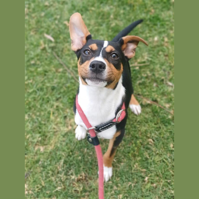 Photo of Bertie