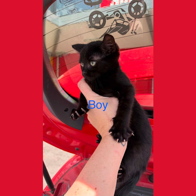 Photo of Sullie