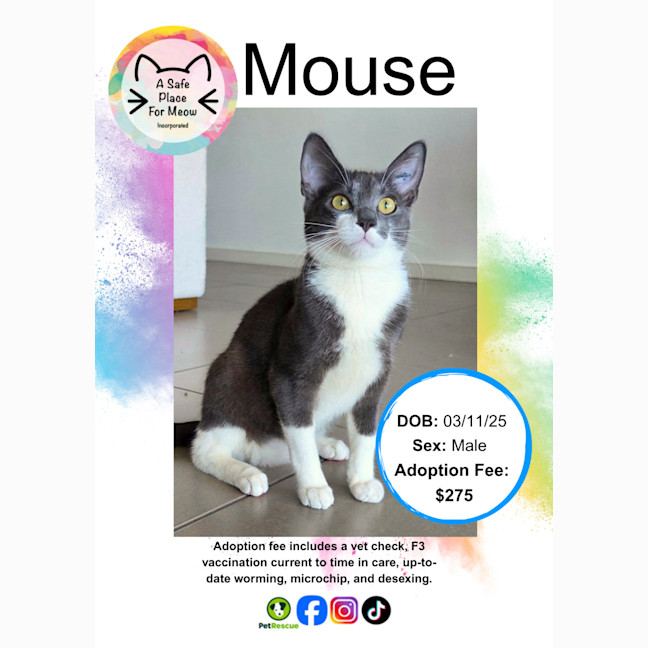 Photo of Mouse