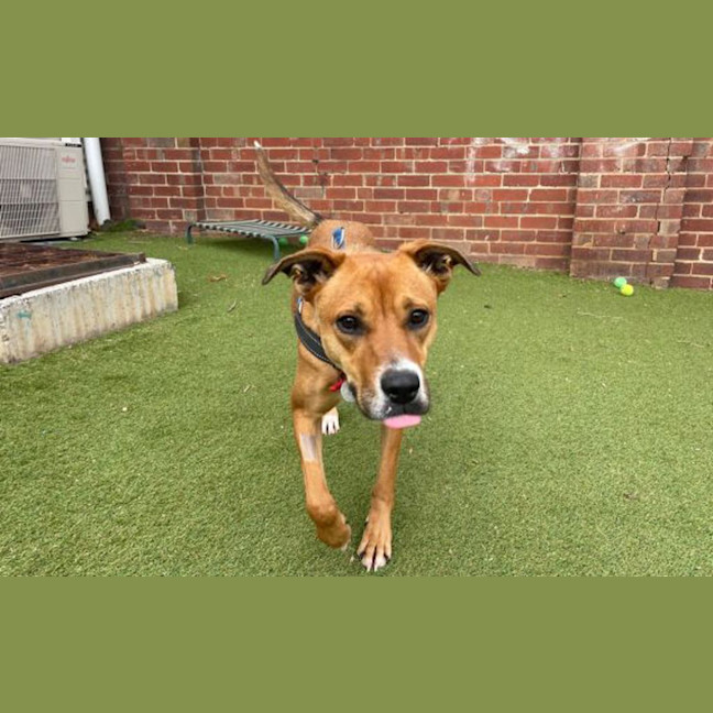 Photo of Indi