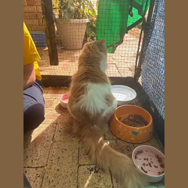 Photo of Kovu