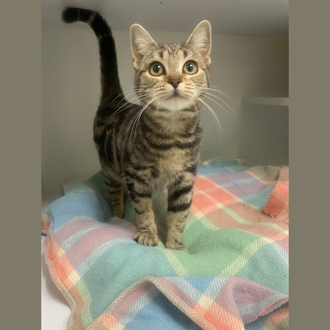 Photo of Tilly