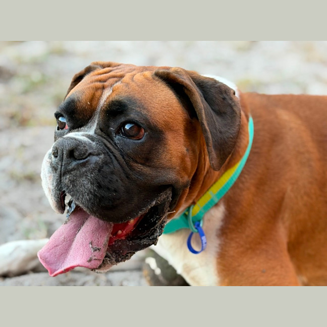 Photo of Moose   2.5 Year Old Boxer