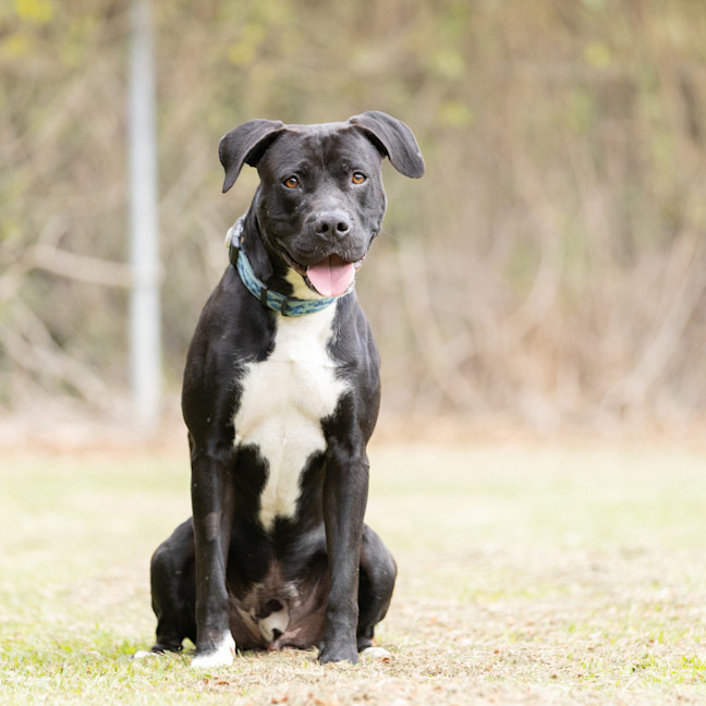 Photo of Taz
