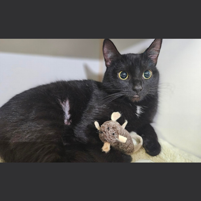 Photo of Midnight