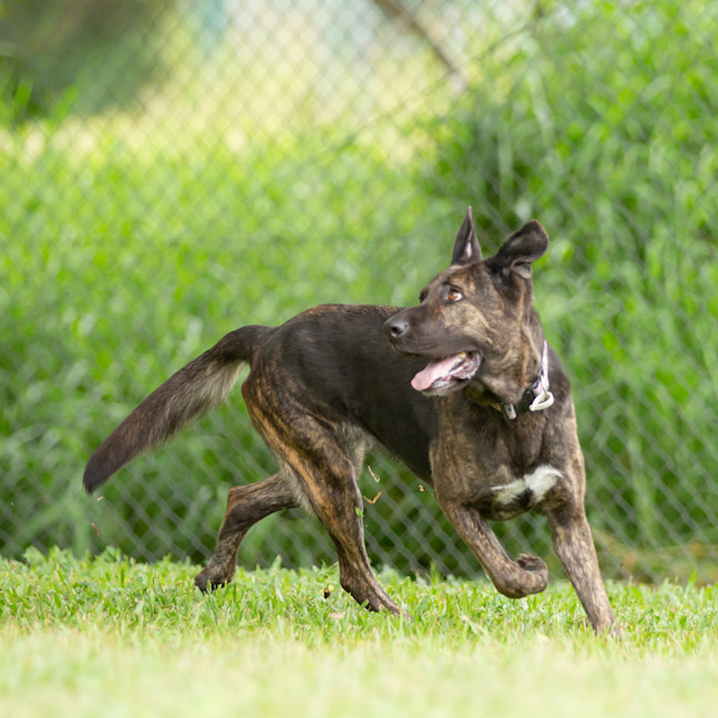 Photo of Iris