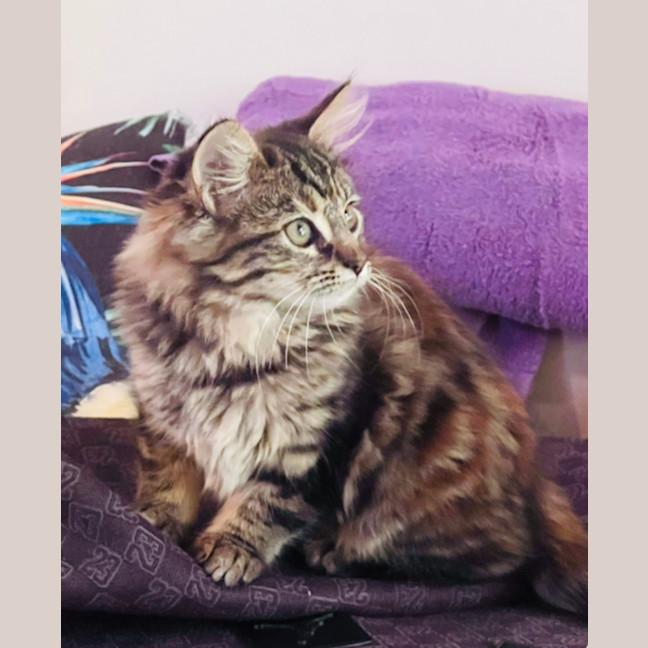 Photo of Jaffa